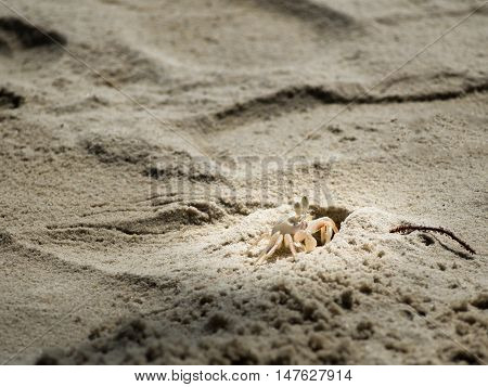 Local white crab on beach. 