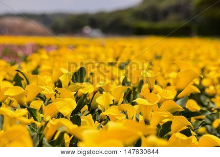Calla Garden Field Cultivation