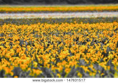 Calla Garden Field Cultivation