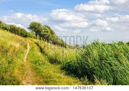 Narrow and sandy footpath up in a rural setting with reeds grass and trees. It's a sunny day in the summer season.