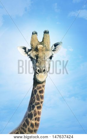 Giraffe head in the clouds