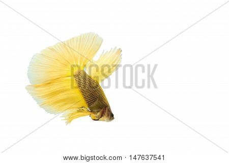 yellow betta fish isolated on black background.