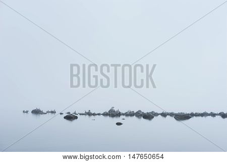 Rocky beach great black cormorant seagulls and morning fog in summer. Sea mist birds coast seaside natural environment. Phalacrocorax carbo on the shore Koipsi Island Estonia Europe.