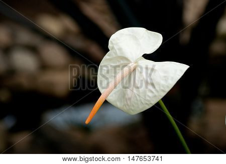 Tailflower bloom. Flamingo flower blooming. Anthurium. White blossom on the dark background