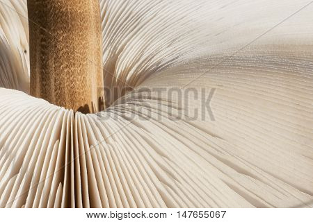 Macrolepiota procera is edible fungus. Parasol mushroom texture background