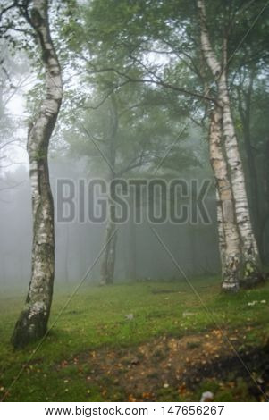 Morning Fog In The Mountains In A Birch Forest In Asturias, Spain