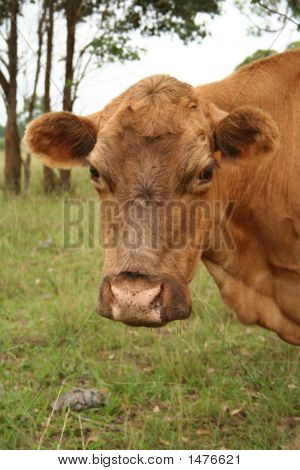 Krowa