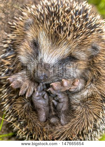 Sleeping Hedgehog Baby Close Up