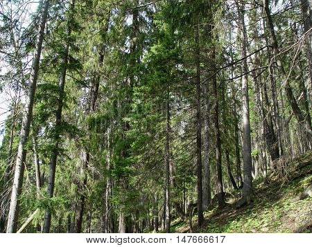 Travel through the beautiful corners of nature