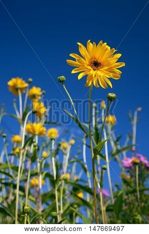 yellow Rudbeckia, cut-leaved coneflower, Flowers in Front of blue sky