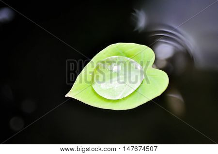dew drop on caladium leaf or elephant ear