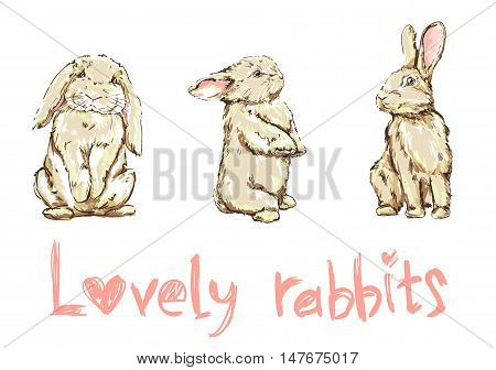 vector illustration of a cute bunny, set rabbits illustration, lovely rabbits