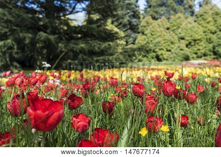 Yellow and red tulips on island Mainau, Lake of Constance, Germany