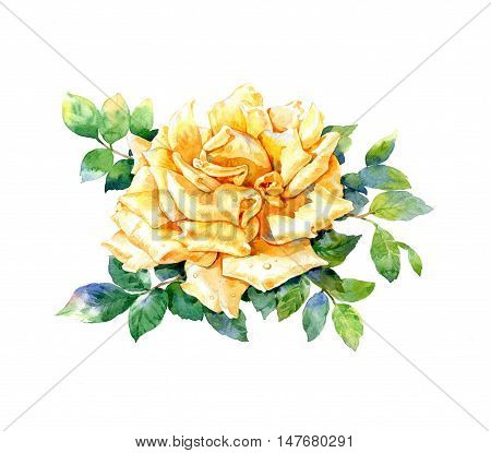 Watercolor painting of yellow rose on white background