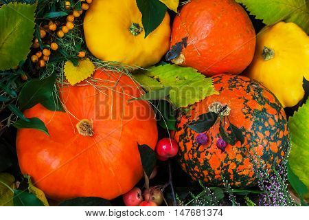 Autumn still life, Thanksgiving - harvest of different pumpkins with colorful leaves, vivid background