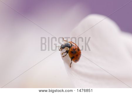 Ladybug2
