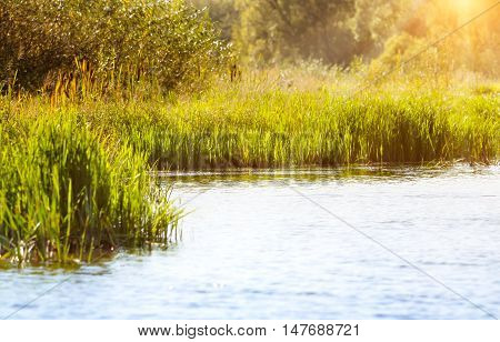 Close-up of the long grass on the river bed opposite the sun.