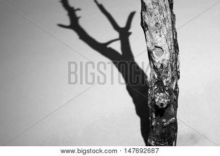 Dead Tree And Shadow