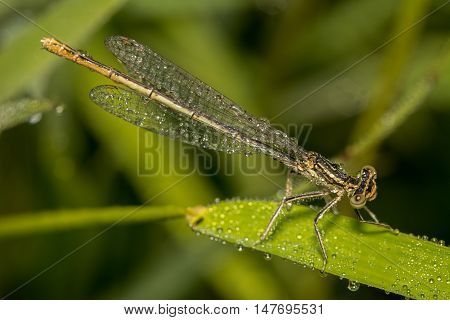 Dragonflies (lat. Odonata) -- team of well-flying predatory insects. Relatively large, with movable head, large eyes, short antennae setaceous, with four transparent wings with a dense network of veins elongated and slender abdomen.