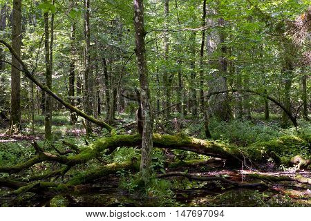 Dead broken trees moss wrapped with nettle grows over in summmertime shady stand, Bialowieza Forest, Poland, Europe
