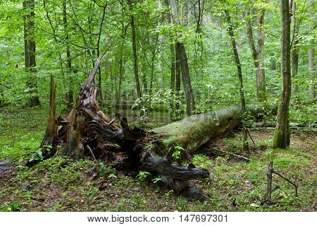 Broken pine tree trung lying rain after among deciduous trees, Bialowieza Forest, Poland, Europe