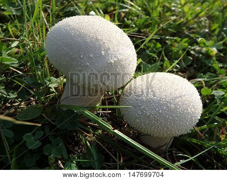 Bovista , Wild mushrooms : Bovista plumbea ,