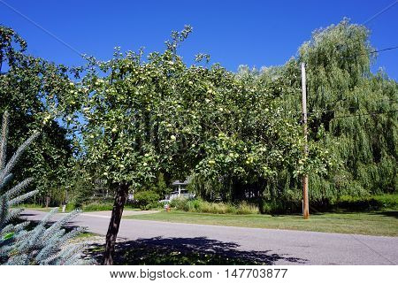 HARBOR SPRINGS, MICHIGAN / UNITED STATES - AUGUST 1, 2016: Apples ripen in an apple tree (Malus pumila) on Fourth Street in Harbor Springs during August.
