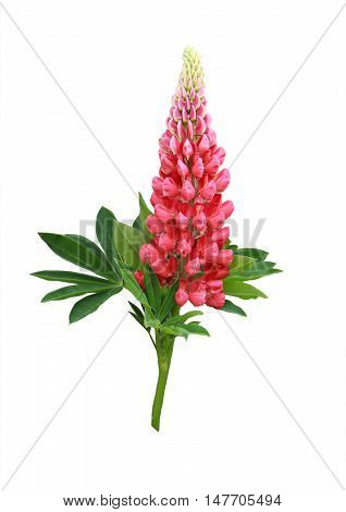 Beautiful flower lupine isolated on white background.