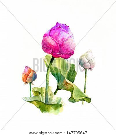 Watercolor illustration painting of leafs and lotus on white background