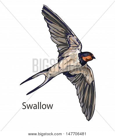 Swallow vector, vector illustration isolated birds. birds flying, animals, bird silhouette, bird vector