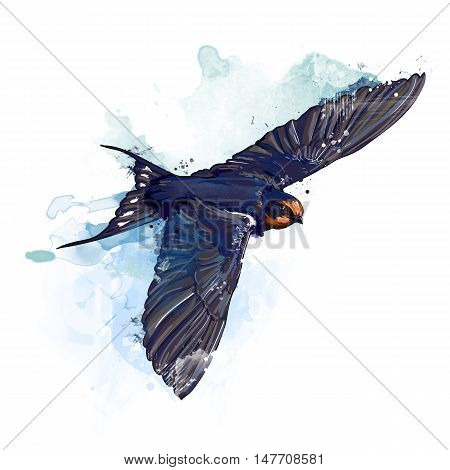 Spring bird. Watercolor swallow illustration. bird illustration