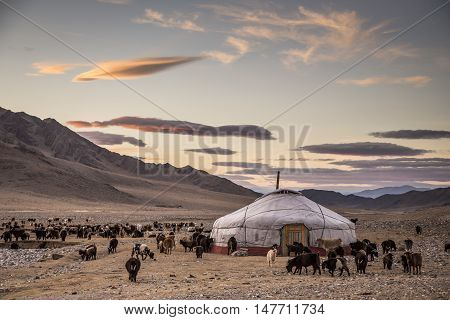 Yurt In Mongolian Landscape Surrounded By Goats