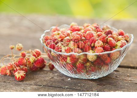 Red Berries On Beautiful Background