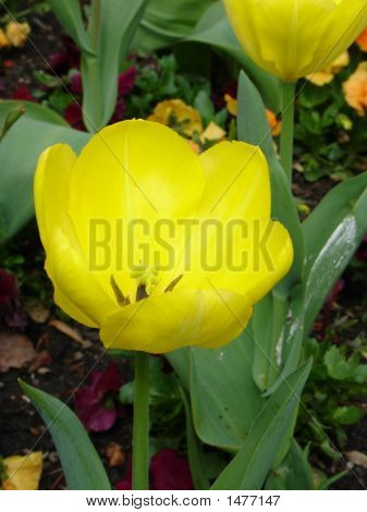 Yellow Flower