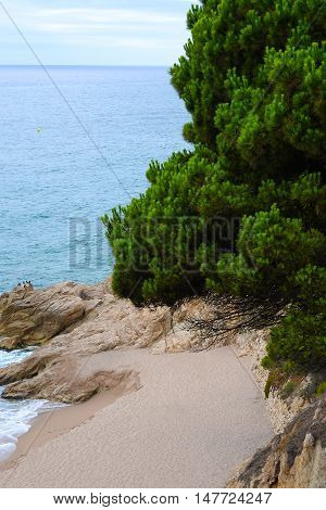 Beautiful sandy beach with a pine forest, over the sea, summer, landscape