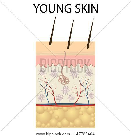 Young skin. Collagen and elastin form the structure of the dermis making it tight and plump.