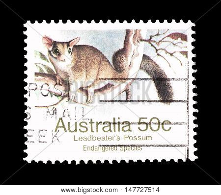 AUSTRALIA - CIRCA 1981 : Cancelled postage stamp printed by Australia, that shows Leadbeaters opossum.