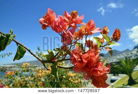 Bougainvillea flowers on a blue sky background.