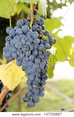 bunch of red grapes in an vineyard in Italy