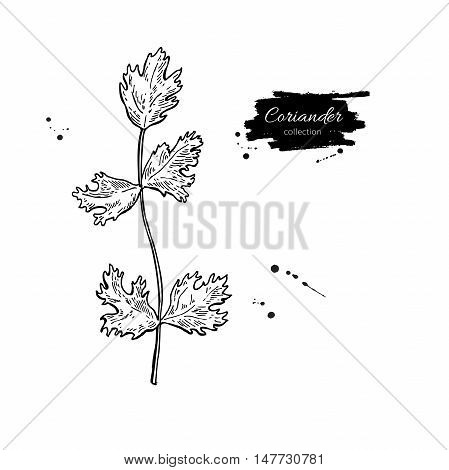 Coriander plant vector hand drawn illustration. Isolated spice object. Engraved style seasoning. Detailed organic product sketch. Cooking flavor ingredient. Great for label, sign, icon