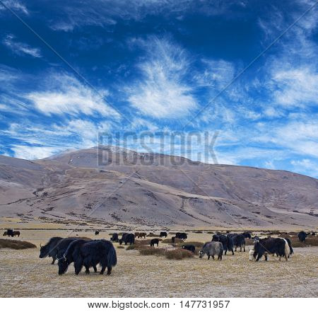 Herd of Dzo Yaks in Ladakh Indian Himalayas. Dzo is a hybrid of yak and domestic cattle.