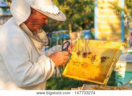 Beekeeper consider bees in honeycombs with a magnifying glass.