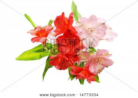 Fiori di Alstroemeria isolata on white