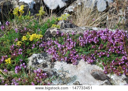 Closeup on a colorful plant of blossom wild thyme