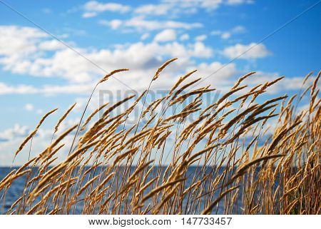 Blowing yellow grass straws by the coast