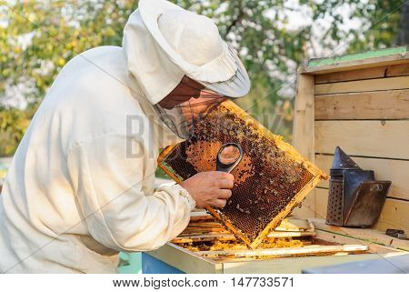 Beekeeper consider bees in honeycombs with a magnifying glass.