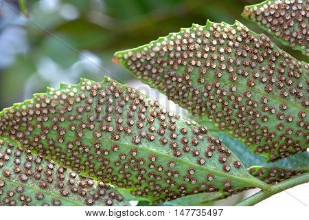 Spores on the lower face of Cyrtomium falcatum leaves