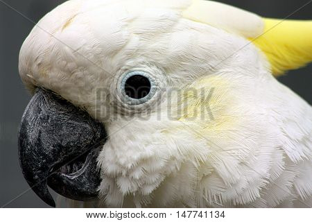Close up portrait of white cockatoo bird with yellow cheeks and crest on dark gray background.