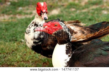 Close up of two Muscovy ducks standing in grass.