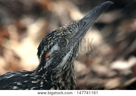 Portrait of the Greater roadrunner bird and bokeh.